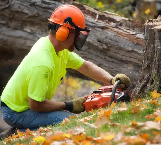 tree services Hopkins